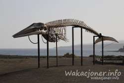 Dwudziestometrowy szkielet wieloryba