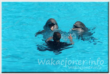 Pokaz delfinów