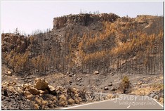 Park Narodowy Teide po pożarze w 2012 roku